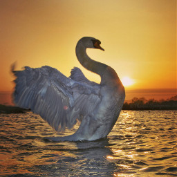 sun sunset swan swanqueen freetoedit