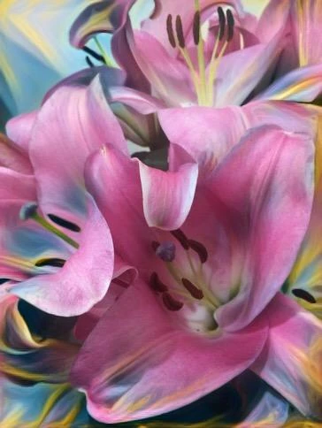 希沙良的部屋花香水百合百合はなユリ台湾台北flower Image By Ki Taka 希沙良的部屋花香水百合百合はなユリ台湾台北flower Image By Ki Taka