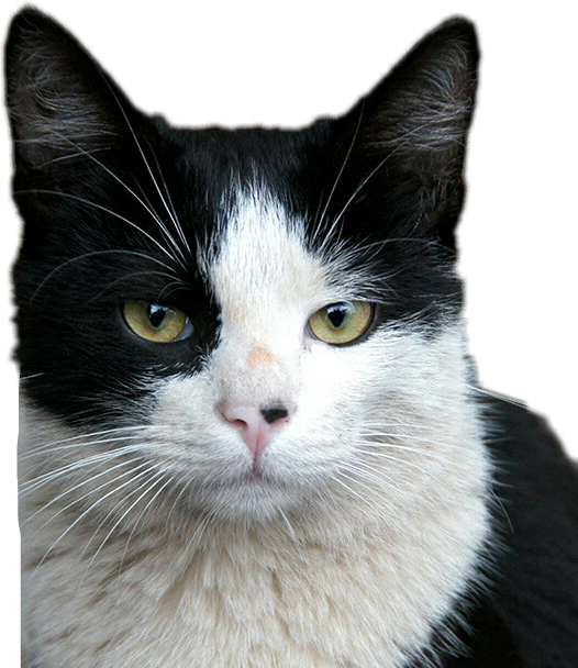 cat blackandwhitecat white black sticker by @anotherhamilton